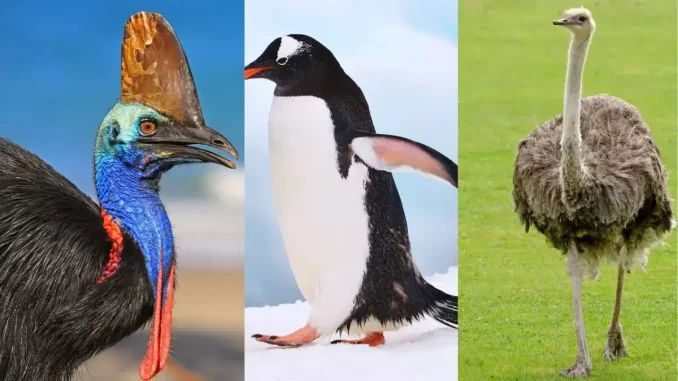 Biggest Animals Birds in Hindi