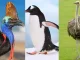 Biggest Animals Birds in Hindi
