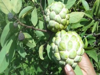 http://www.hindisarkariresult.com/health-benefits-custard-apple-hindi/