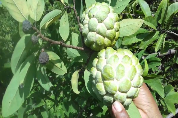 http://www.hindisarkariresult.com/health-benefits-custard-apple-hindi/