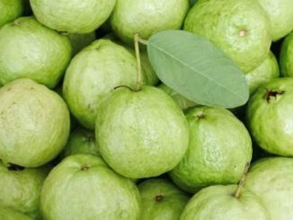 http://www.hindisarkariresult.com/amrood-guava-in-hindi/