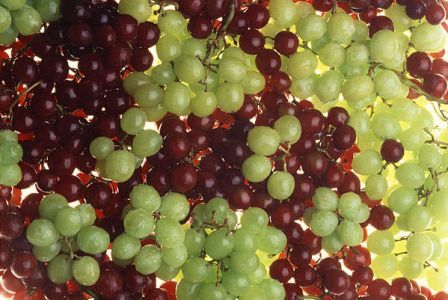 http://www.hindisarkariresult.com/angoor-grapes-in-hindi/