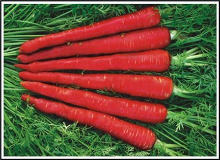 http://www.hindisarkariresult.com/gajar-carrot-in-hindi/