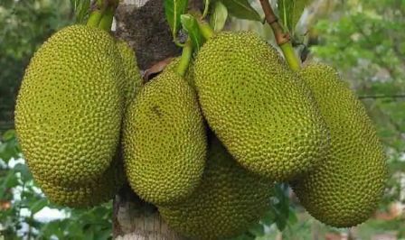 http://www.hindisarkariresult.com/kathal-jackfruit-in-hindi