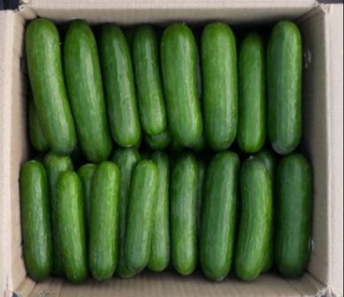 http://www.hindisarkariresult.com/kheera-cucumber-in-hindi