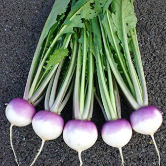 http://www.hindisarkariresult.com/shaljam-turnip-in-hindi/