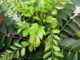 http://www.hindisarkariresult.com/curry-leaves-in-hindi