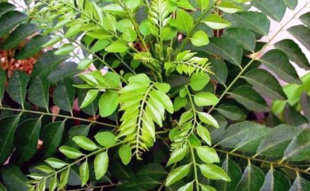 http://www.hindisarkariresult.com/curry-leaves-in-hindi